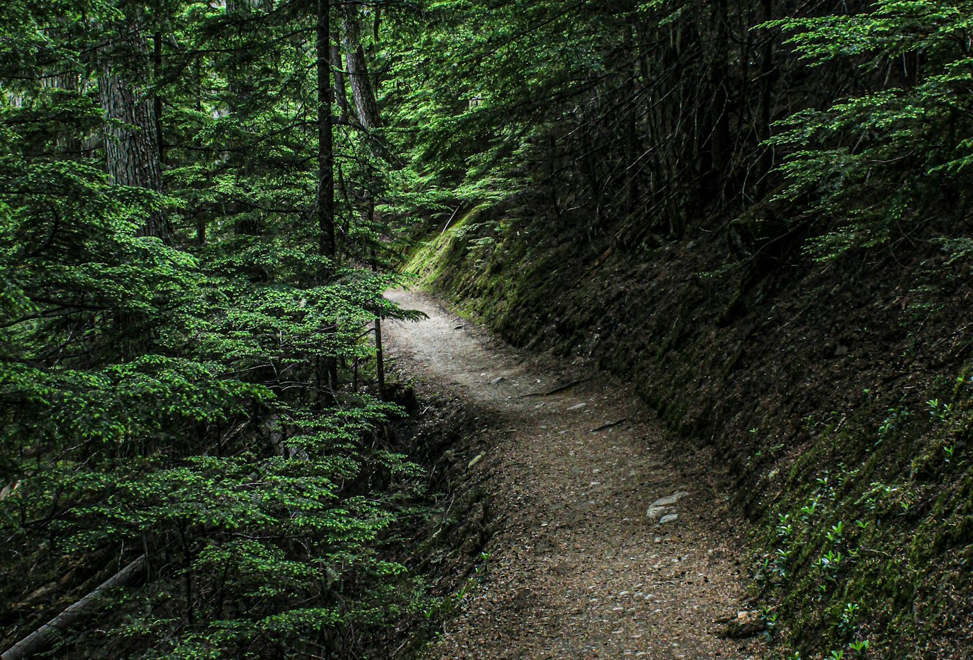 A quiet trail winding through green woodland — illustrative stock photograph